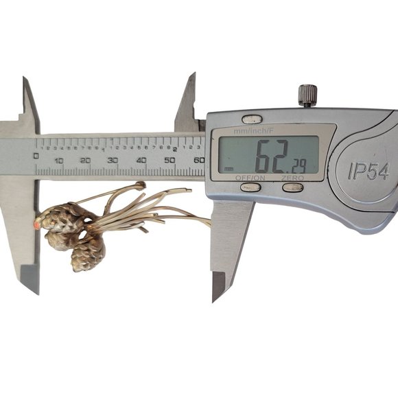 1-20 12K GF Gold Filled Pine Cone Limb Brooch E580 - Picture 8 of 9